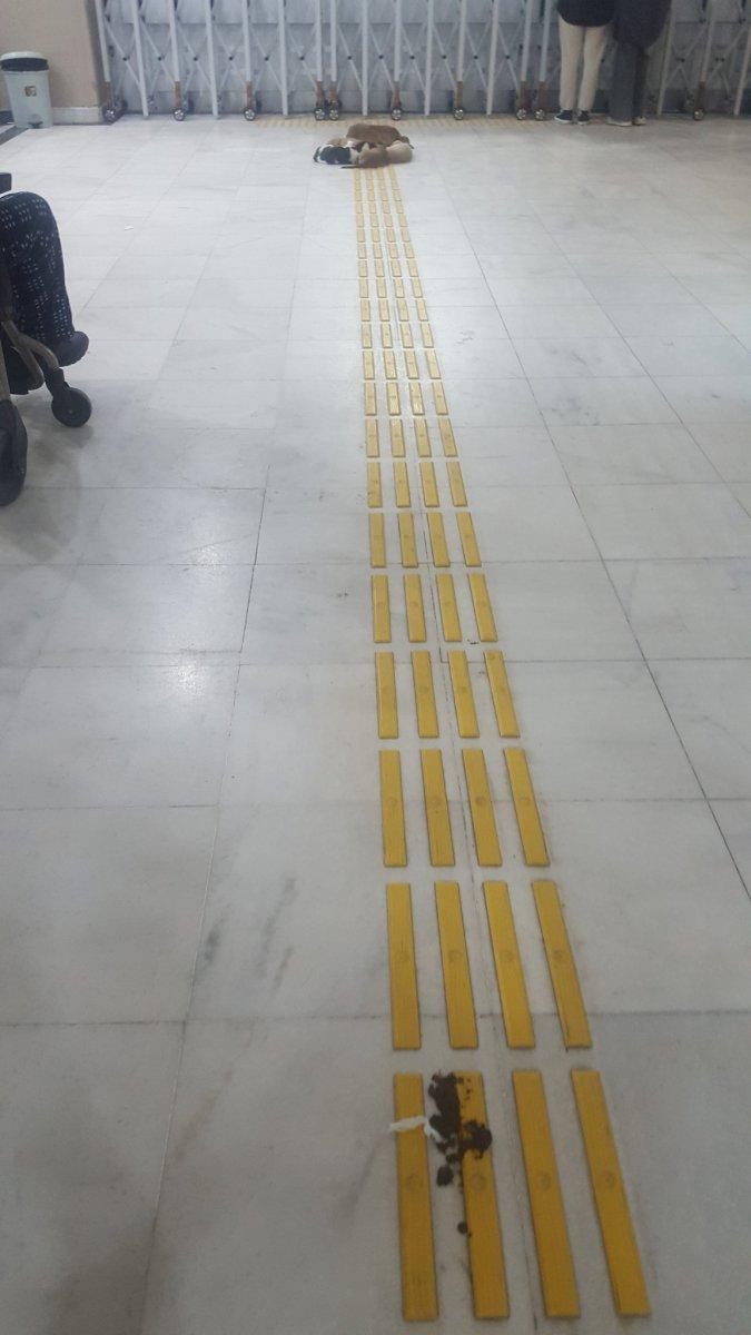 Kocaeli'de hastanedeki köpekler koridora pisledi