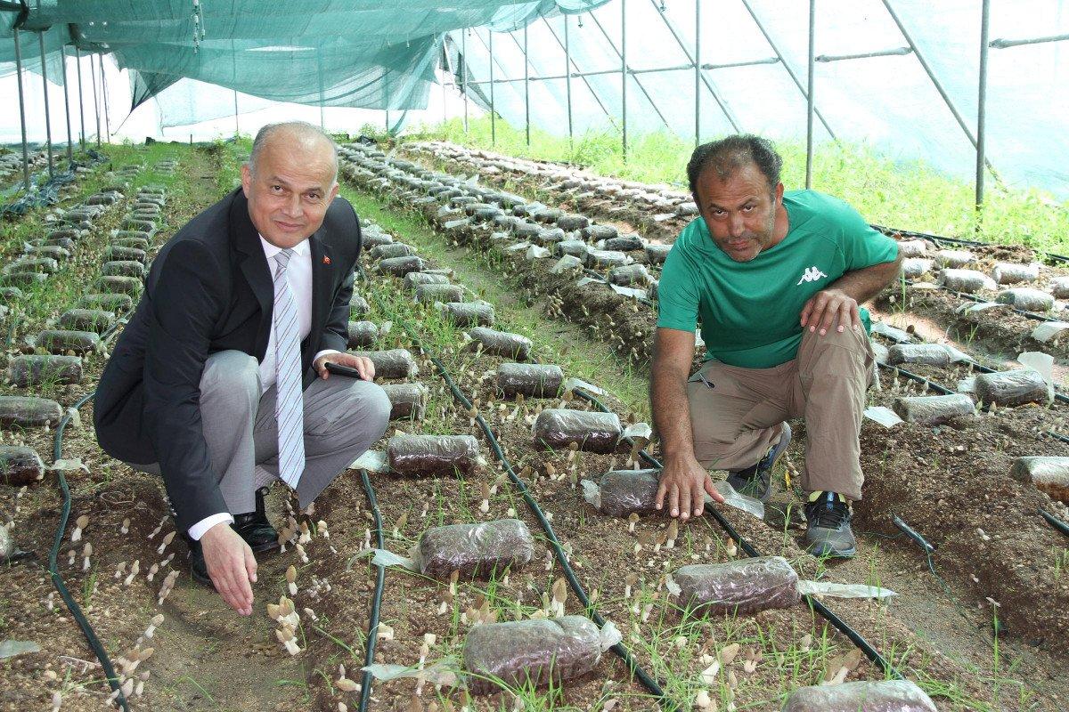 Mersin’de yaşı 400 TL, kurusu 3 bin TL olan mantar serada yetiştirildi