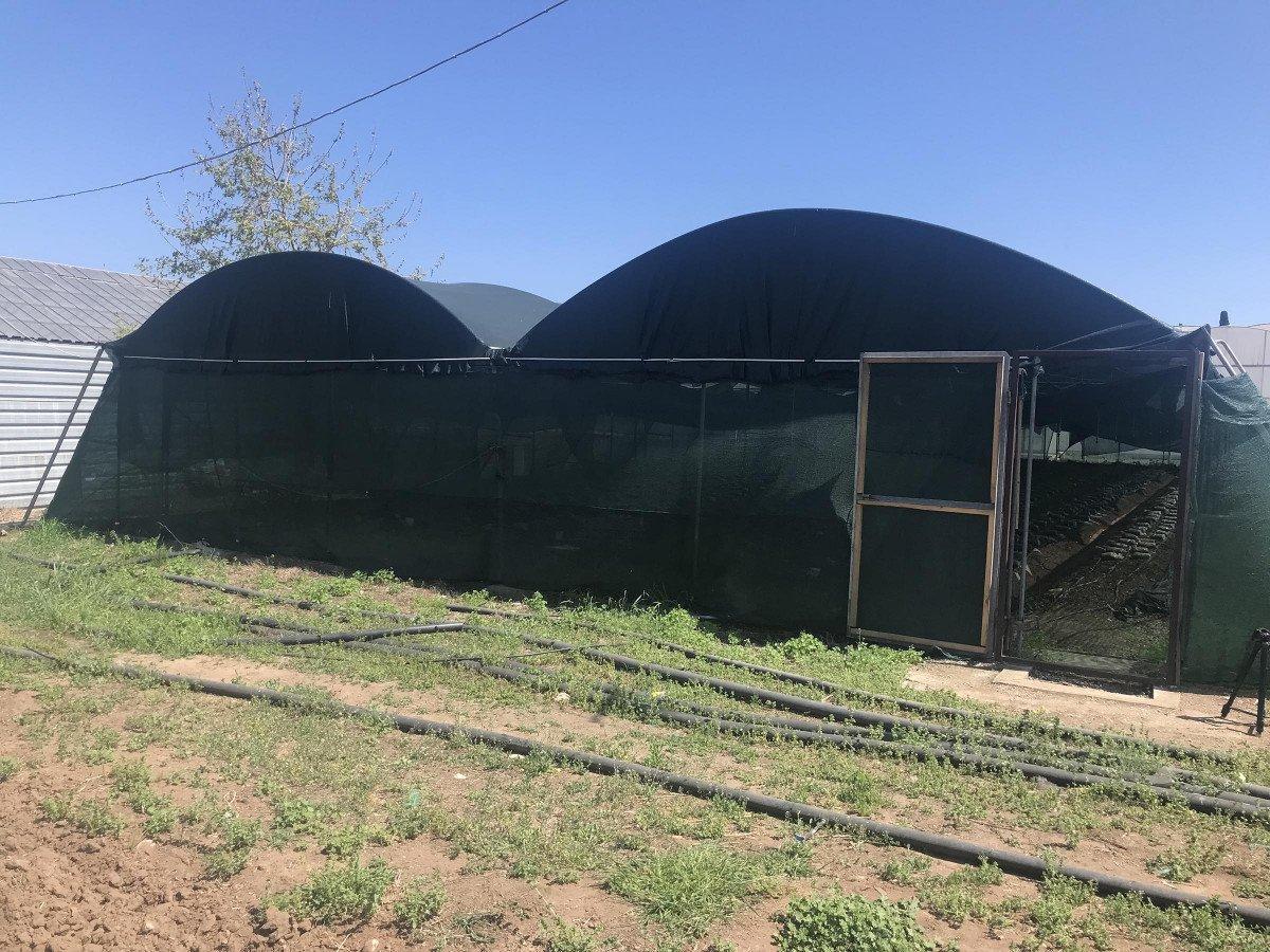 Mersin’de yaşı 400 TL, kurusu 3 bin TL olan mantar serada yetiştirildi