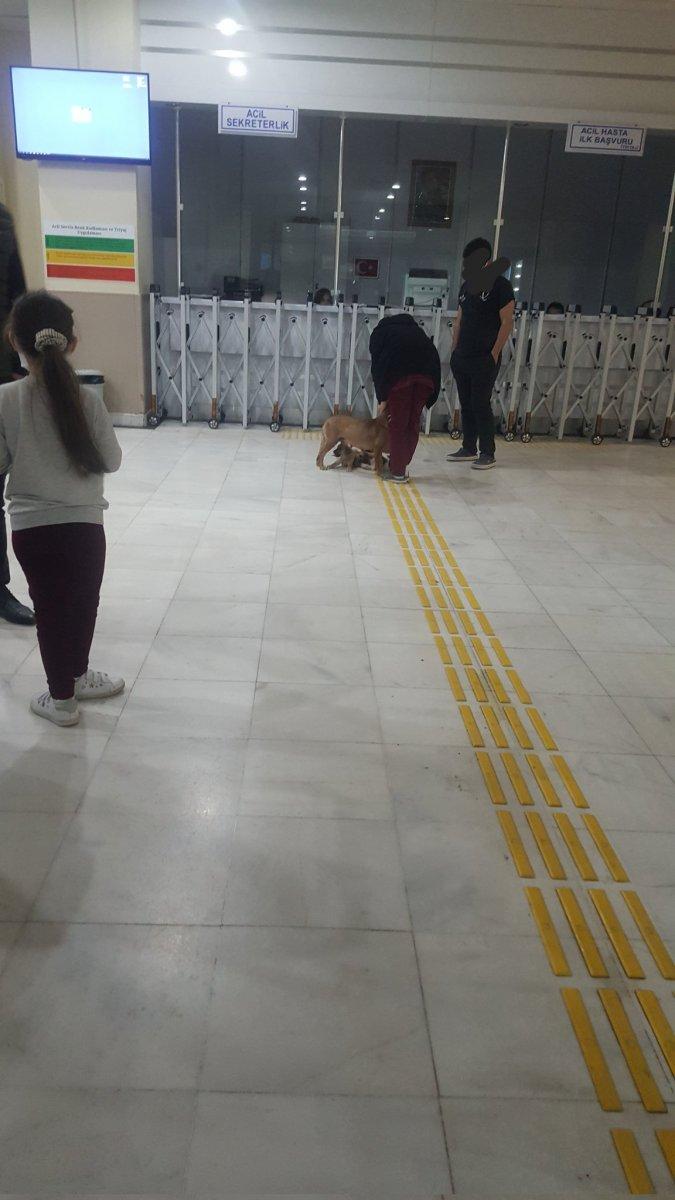 Kocaeli'de hastanedeki köpekler koridora pisledi