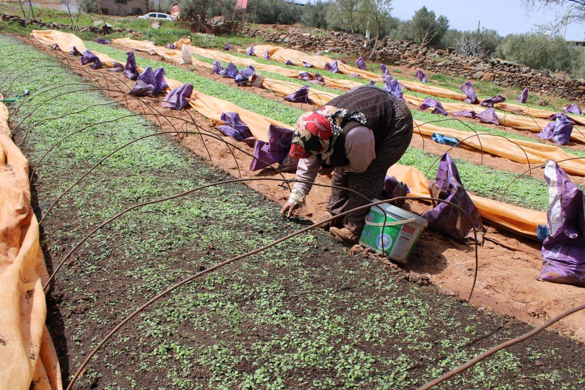 Aydın’da tütün dikimi başladı