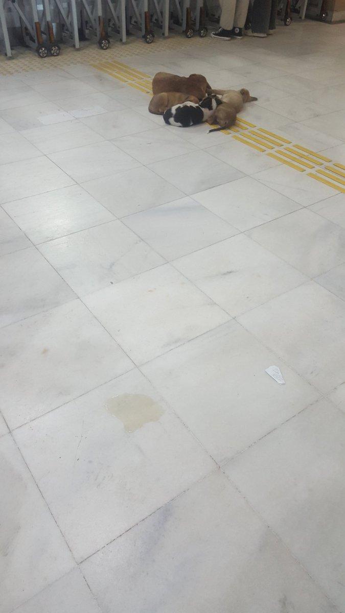 Kocaeli'de hastanedeki köpekler koridora pisledi