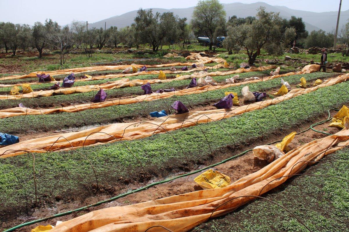 Aydın’da tütün dikimi başladı