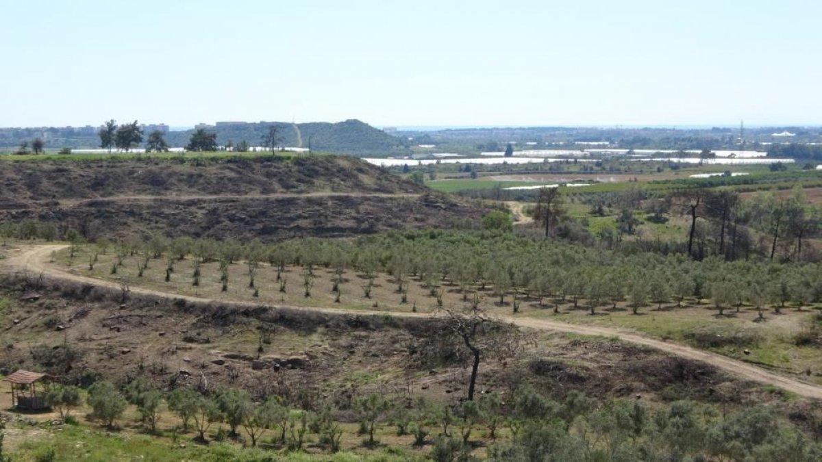 Manavgat’ta yanan bölgenin yüzde 70’i ağaçlandırıldı