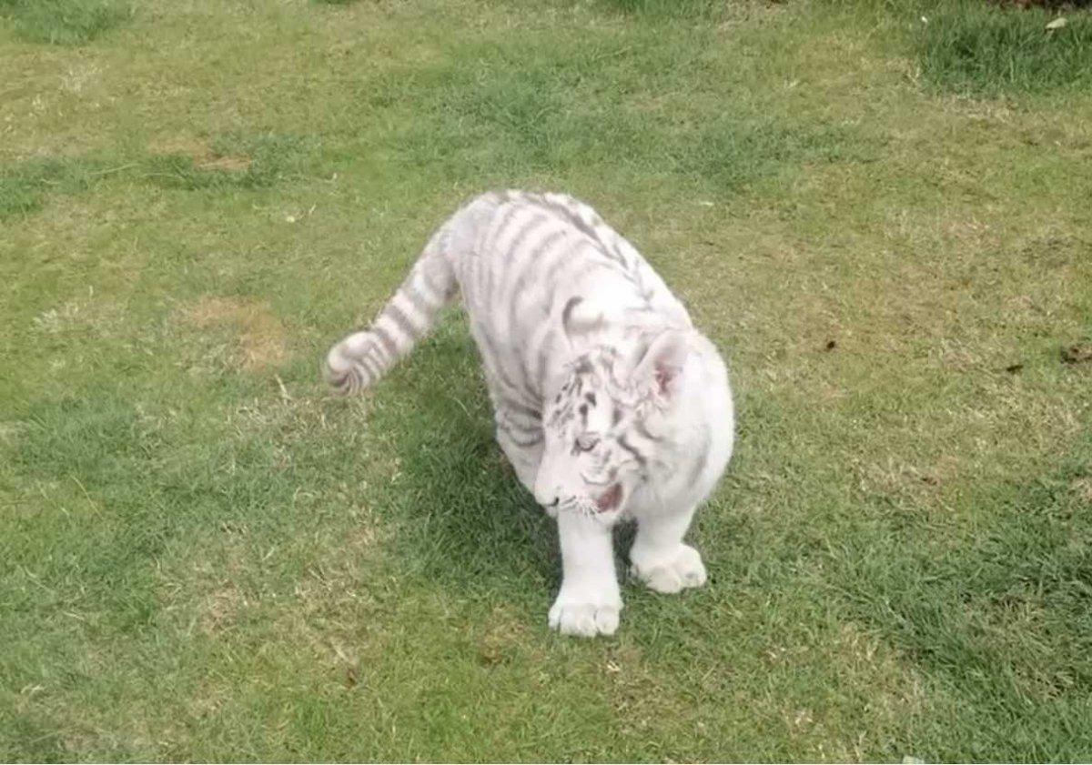 Silivri'de yasa dışı hayvan kaçakçılığı yapan şahıs yakalandı
