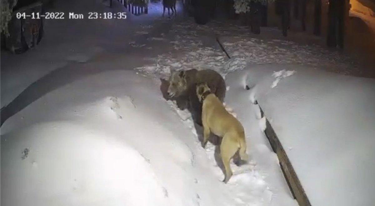Uludağ'da köpek, sahibi için aç ayıya saldırdı