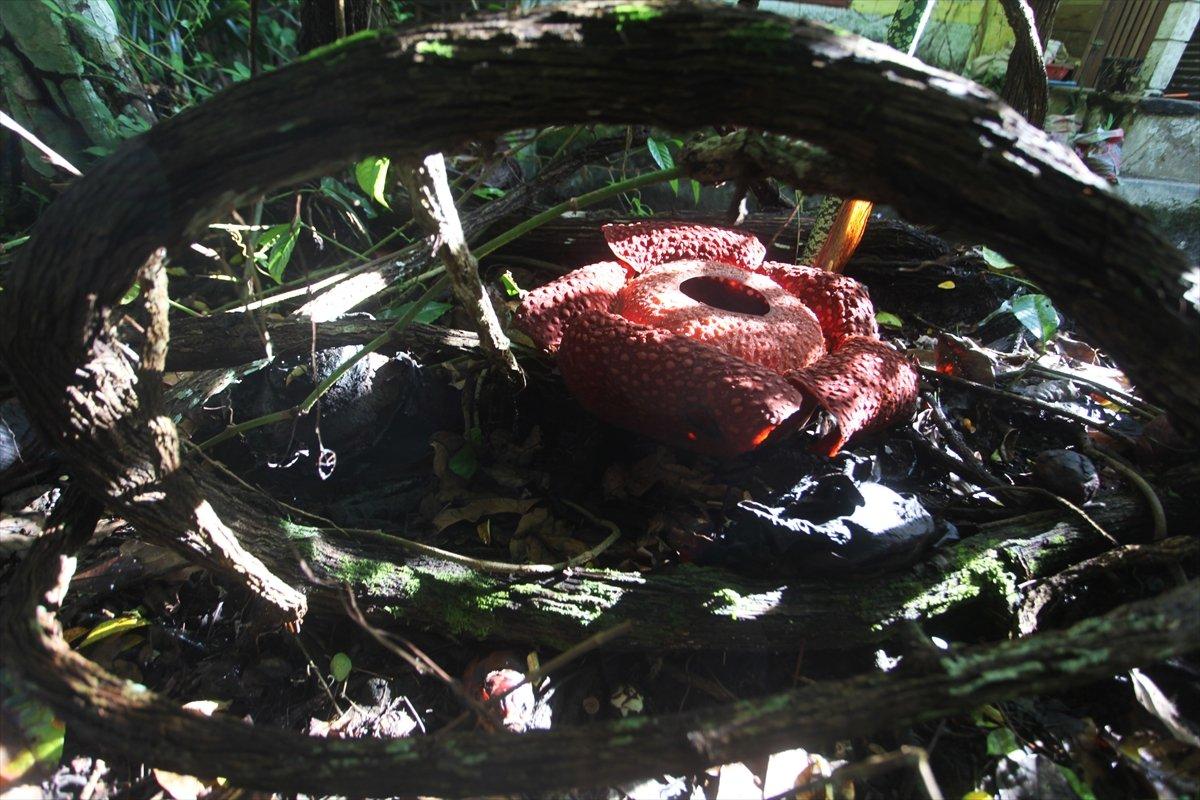 Endonezya'daki evin bahçesinde ceset çiçeği açtı