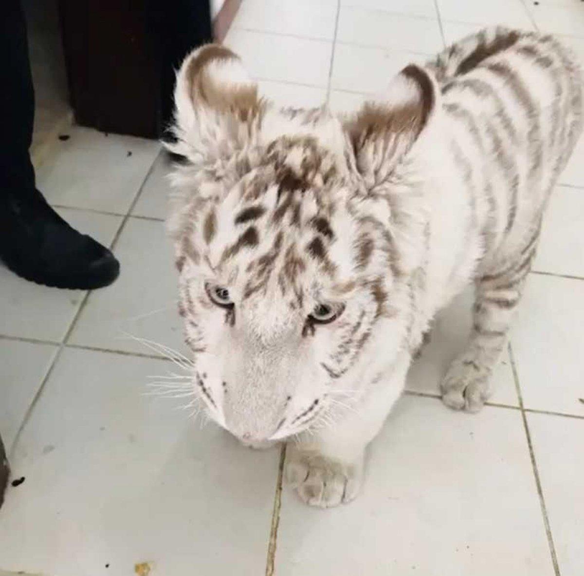 Silivri'de yasa dışı hayvan kaçakçılığı yapan şahıs yakalandı