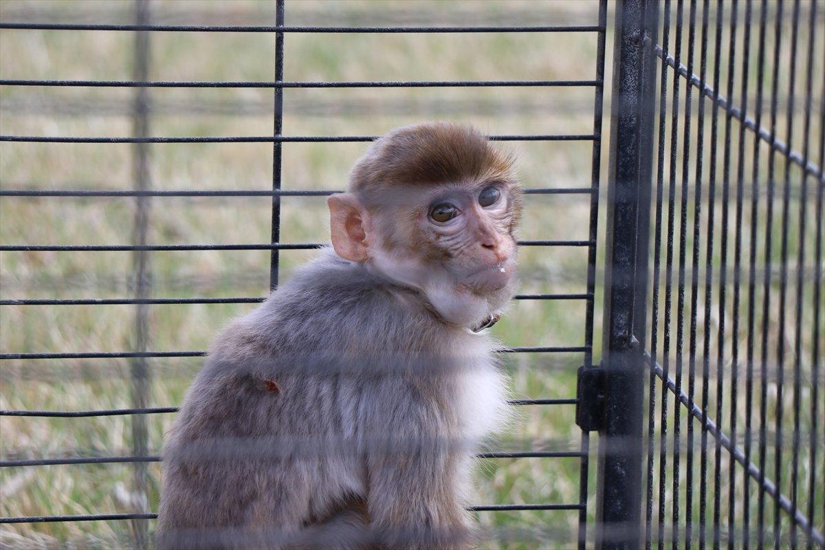 Kayseri'de maymun besleyen şahsa ceza