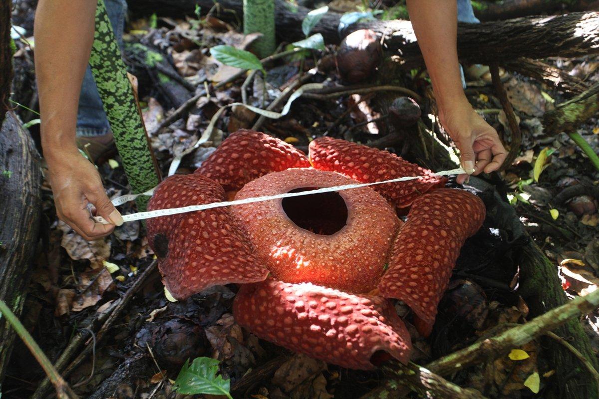 Endonezya'daki evin bahçesinde ceset çiçeği açtı
