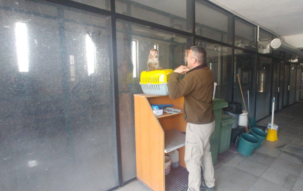 Kayseri'de maymun besleyen şahsa ceza
