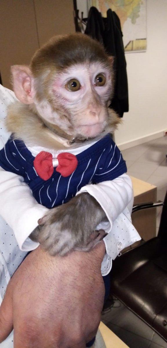 Kayseri'de maymun besleyen şahsa ceza