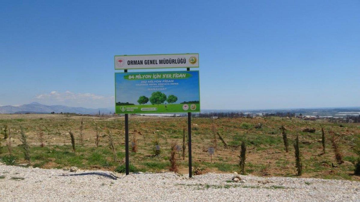 Manavgat’ta yanan bölgenin yüzde 70’i ağaçlandırıldı