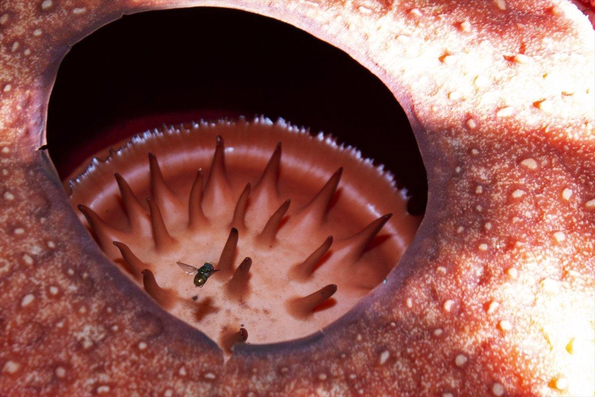 Endonezya'daki evin bahçesinde ceset çiçeği açtı