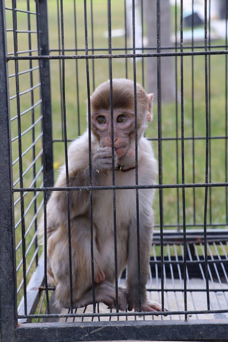 Kayseri'de maymun besleyen şahsa ceza