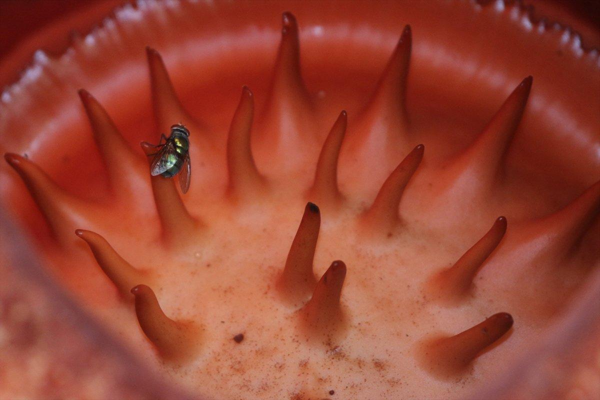 Endonezya'daki evin bahçesinde ceset çiçeği açtı