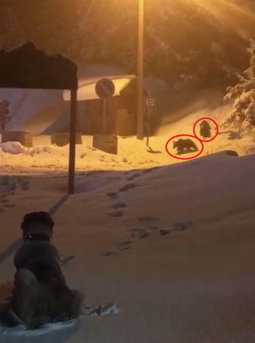 Uludağ'da köpek, sahibi için aç ayıya saldırdı