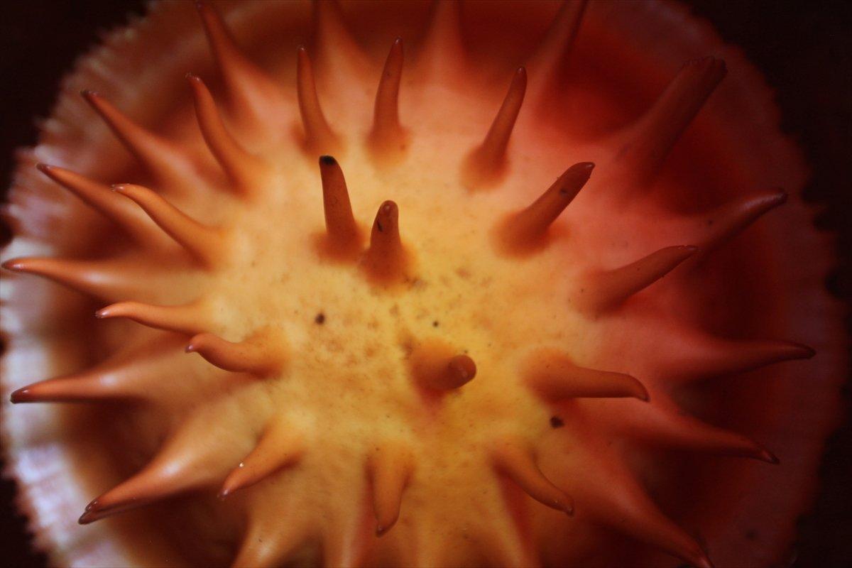 Endonezya'daki evin bahçesinde ceset çiçeği açtı