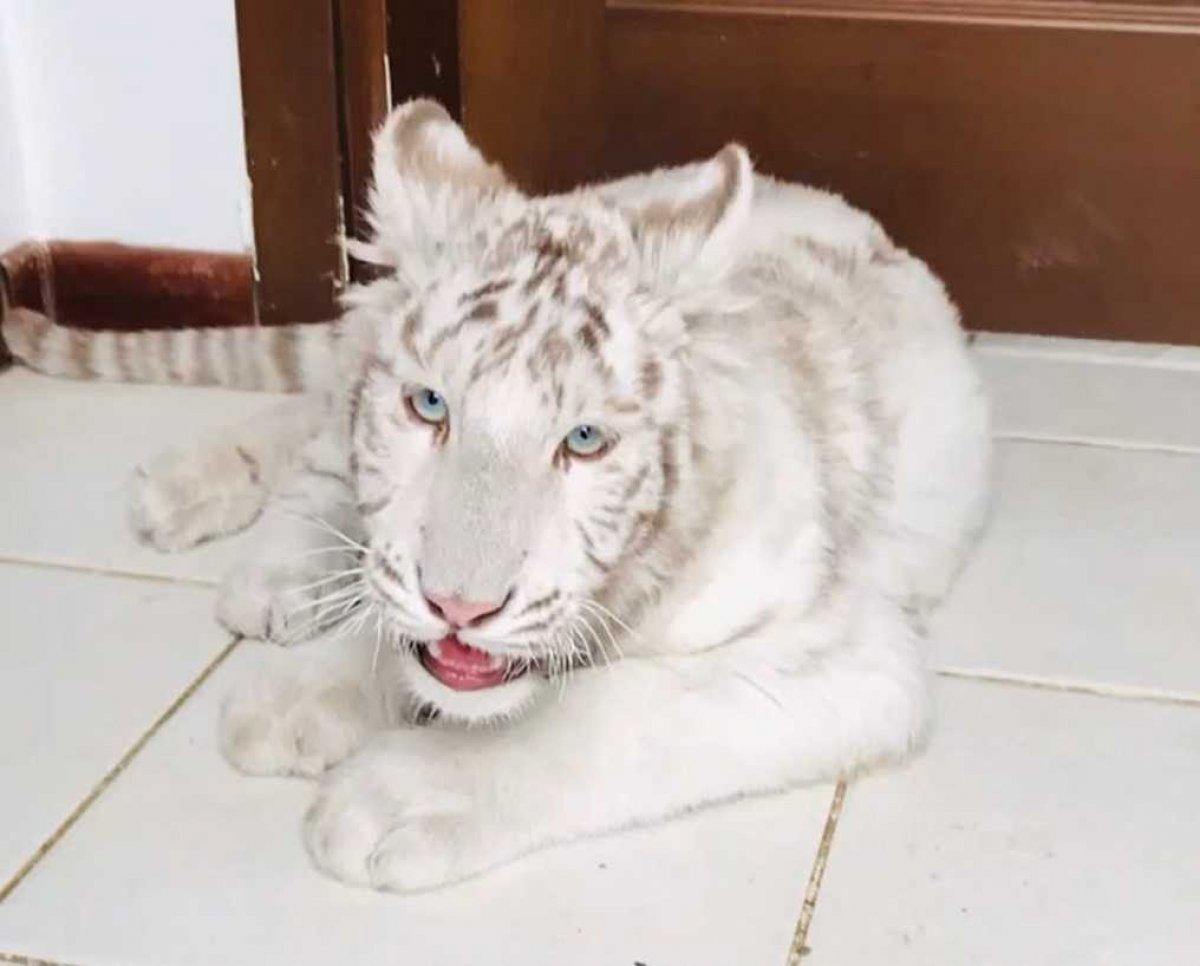 Silivri'de yasa dışı hayvan kaçakçılığı yapan şahıs yakalandı