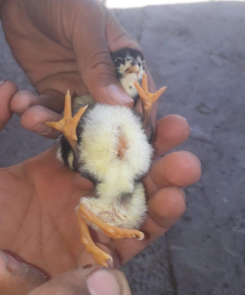 Adıyaman'da 4 ayaklı doğan civciv