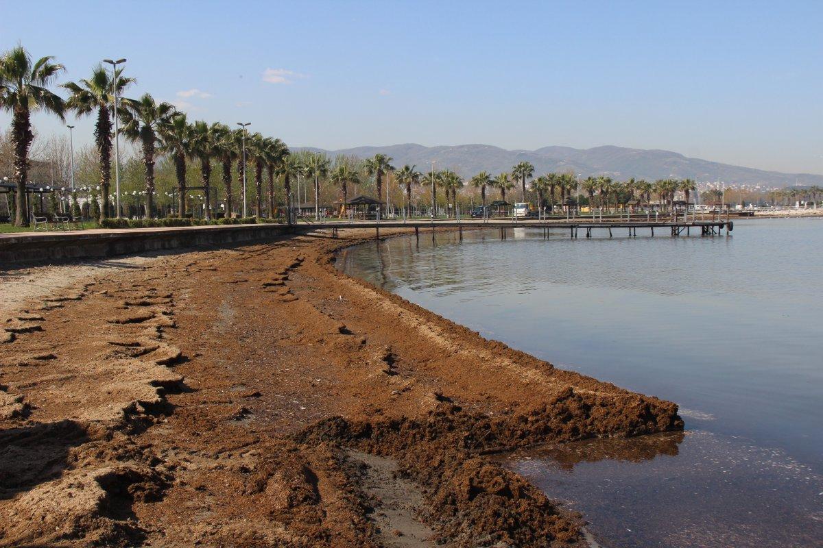 Kocaeli'de sahilden 360 ton hayvan gübresi çıkartıldı