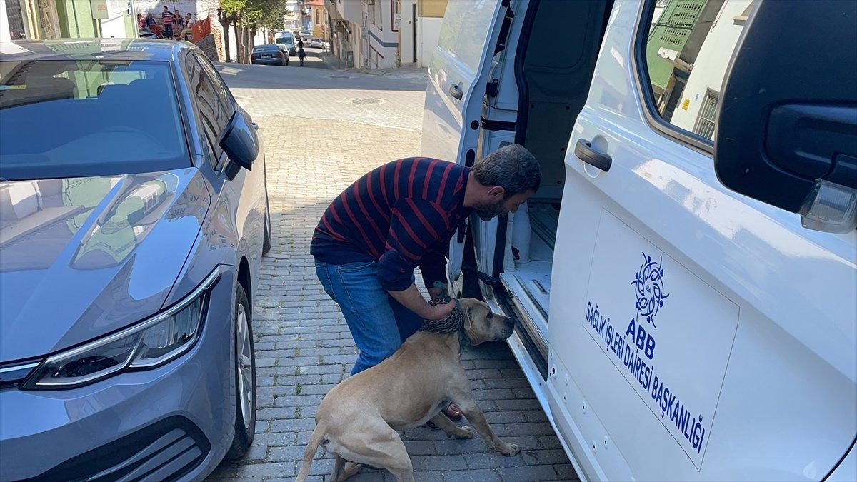 Aydın'da bir öğretmen pitbullun saldırısına uğradı