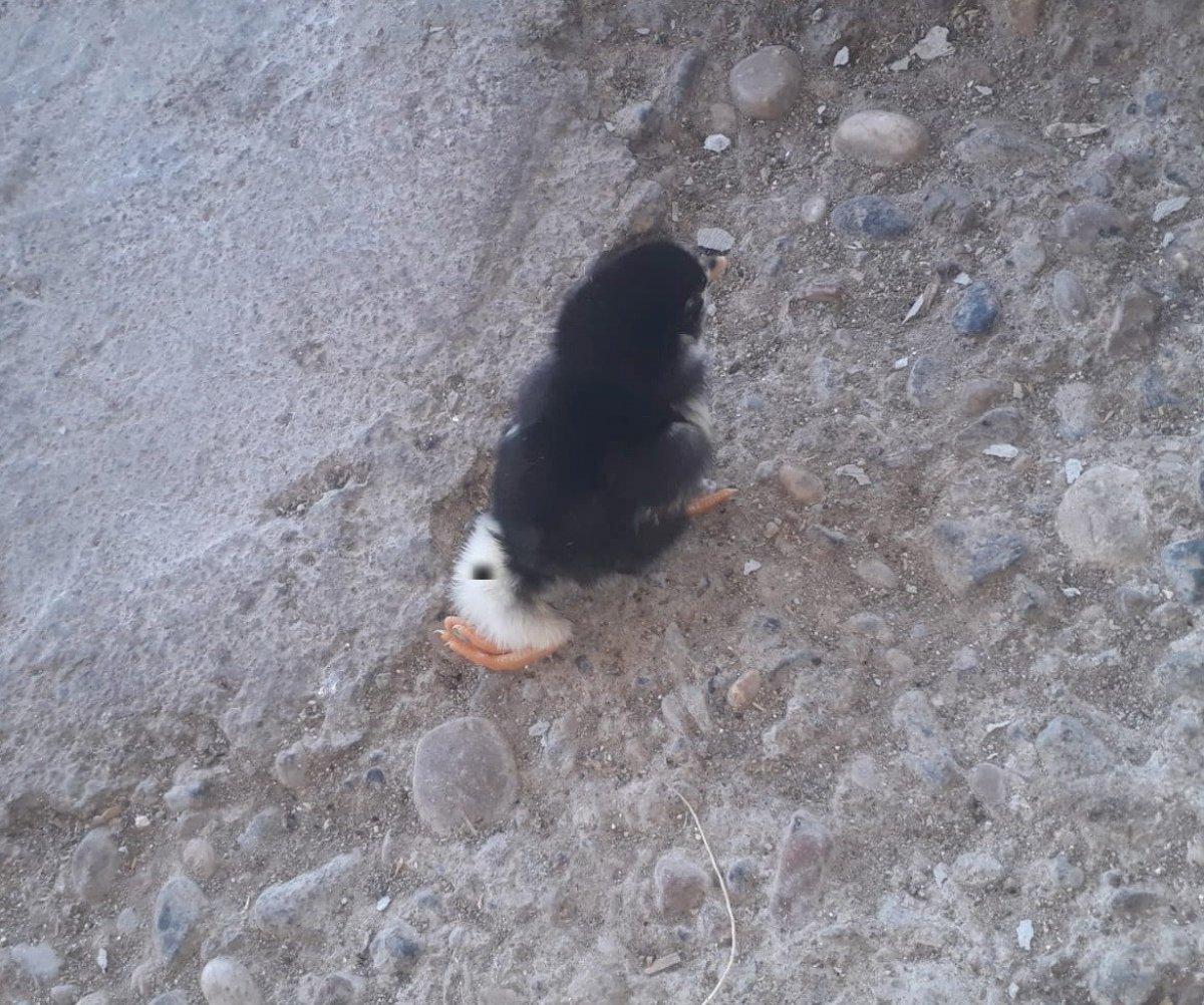 Adıyaman'da 4 ayaklı doğan civciv