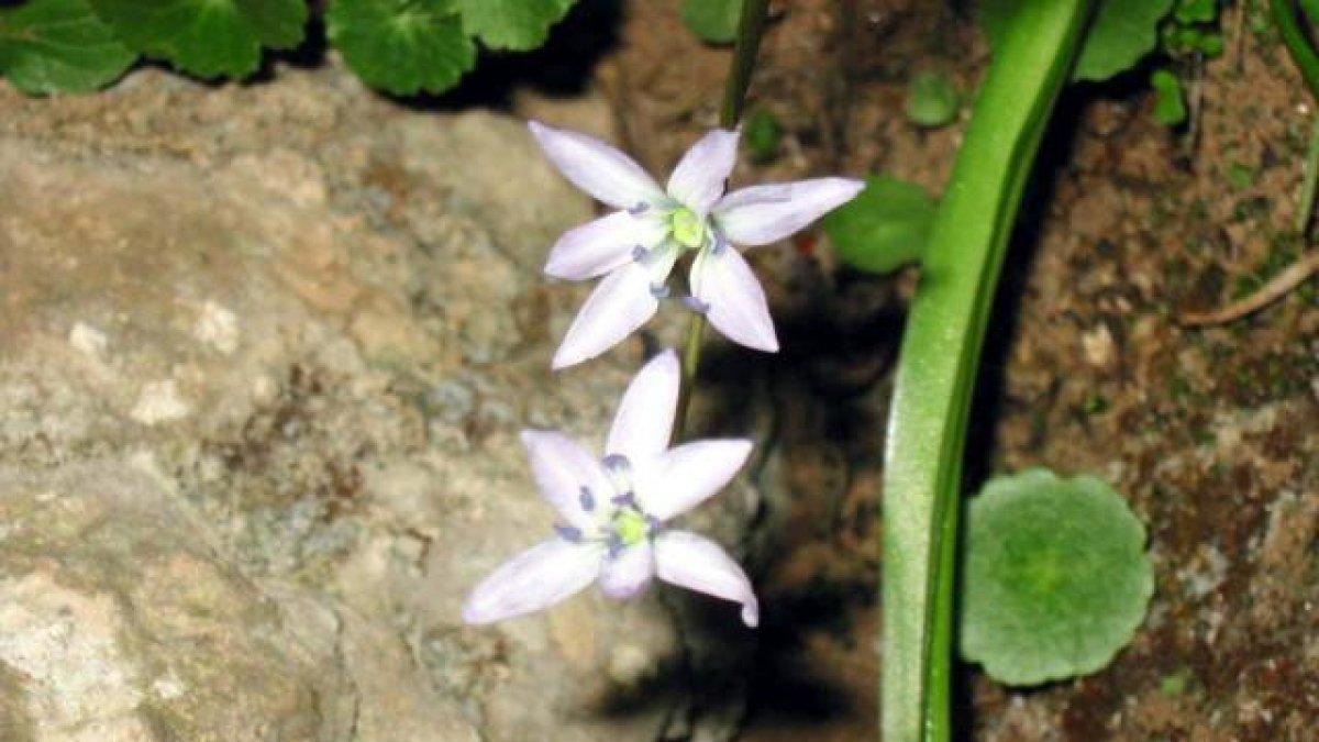 Şiirlere konu olan Mezopotamya sümbülü, koruma altına alıyor