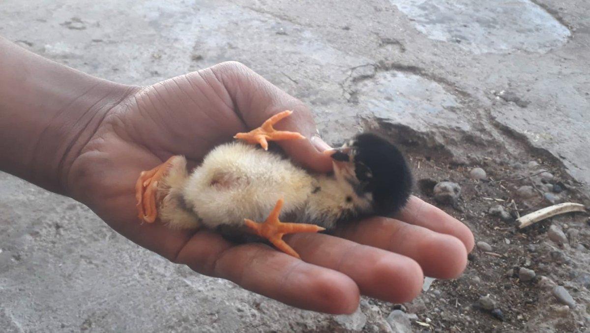 Adıyaman'da 4 ayaklı doğan civciv