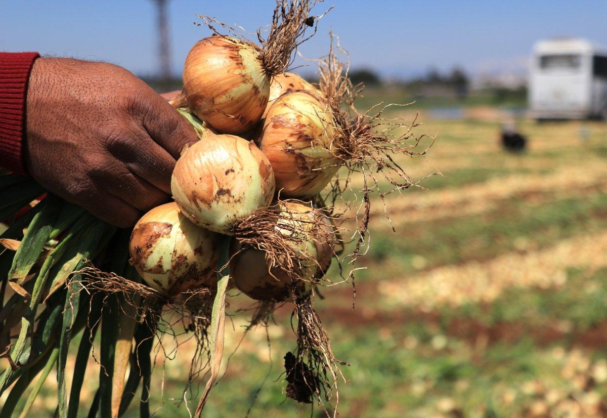 Adana'da hasat zamanı: Soğanlar toplanıyor