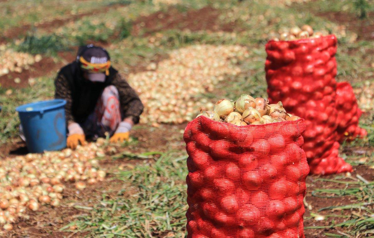 Adana'da hasat zamanı: Soğanlar toplanıyor