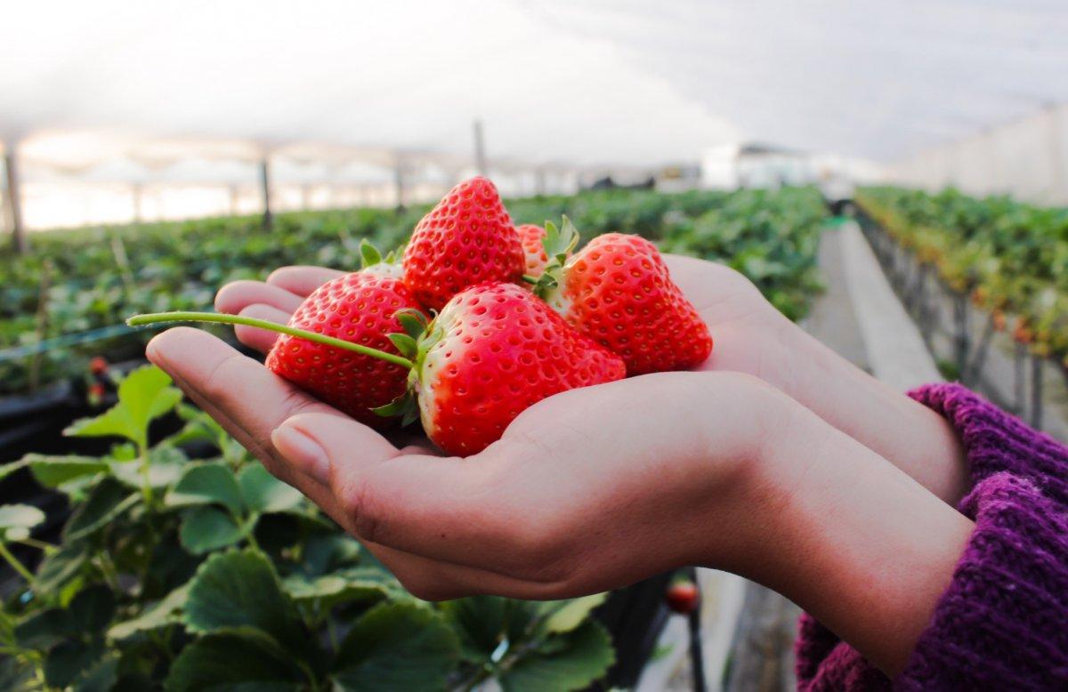 Kalp dostu en iyi 12 gıda