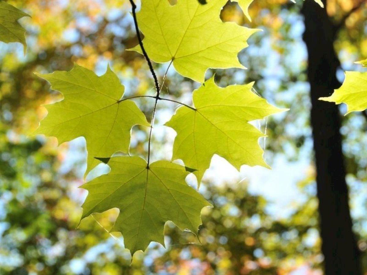 Diz ağrısına şifa, kemik erimesine ilaç! Suyunu sabah akşam içen kurtuluyor...