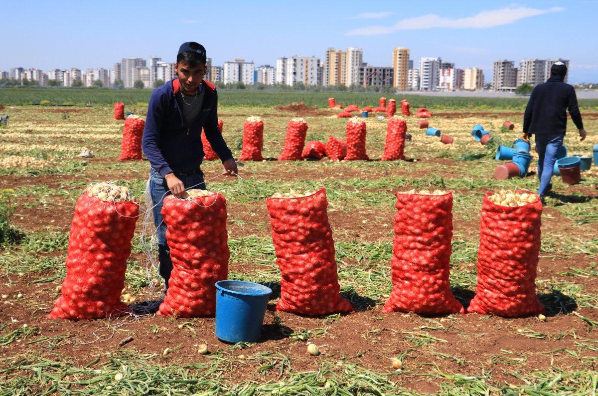 Adana'da hasat zamanı: Soğanlar toplanıyor