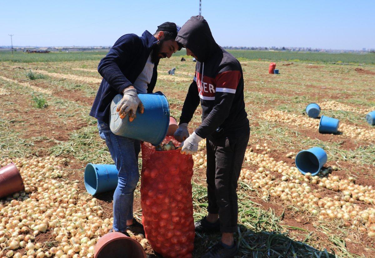 Adana'da hasat zamanı: Soğanlar toplanıyor