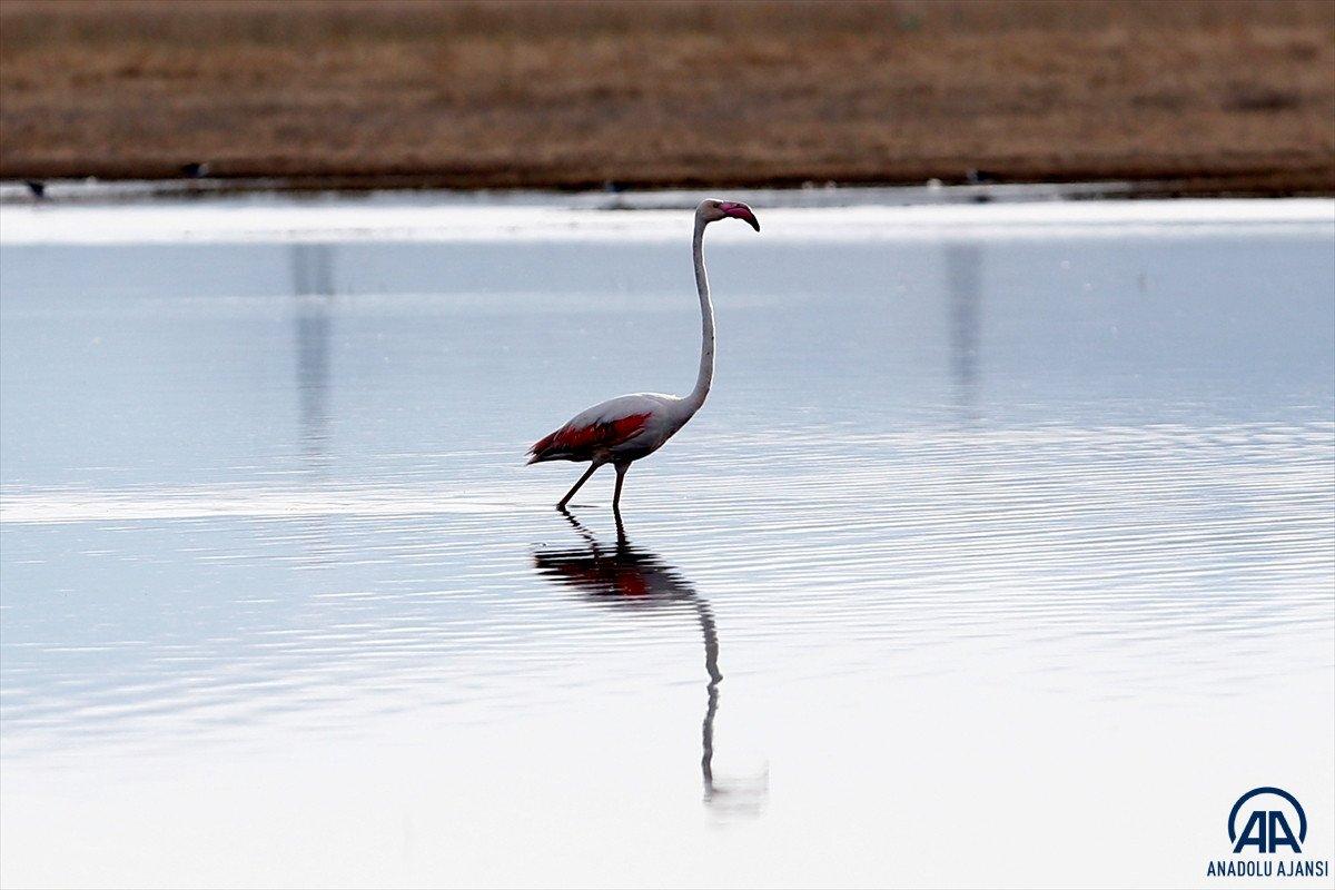 Kayseri'de sazlığa göç eden flamingolar
