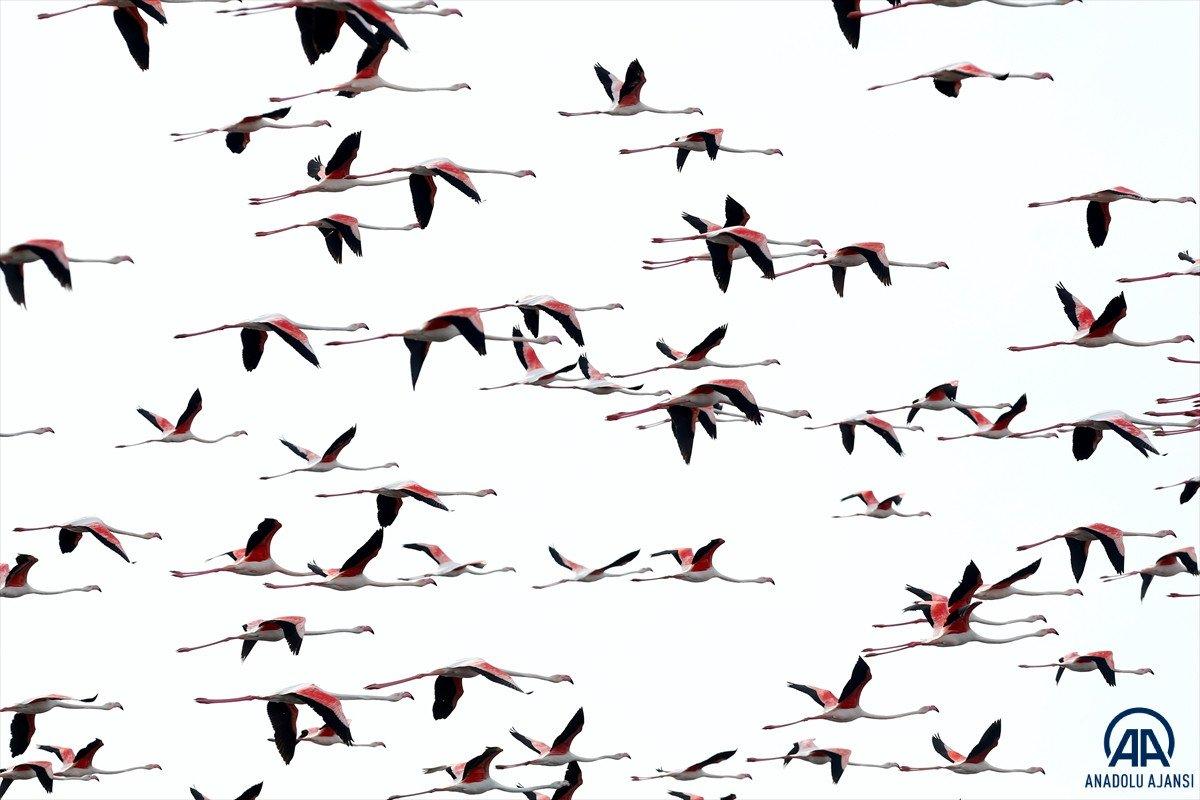 Kayseri'de sazlığa göç eden flamingolar