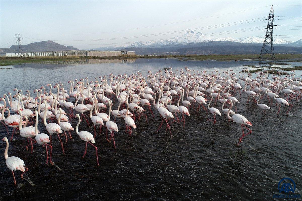 Kayseri'de sazlığa göç eden flamingolar