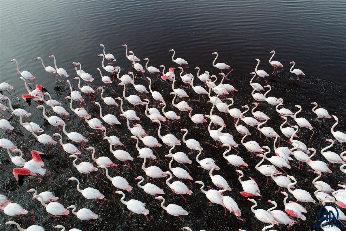 Kayseri'de sazlığa göç eden flamingolar