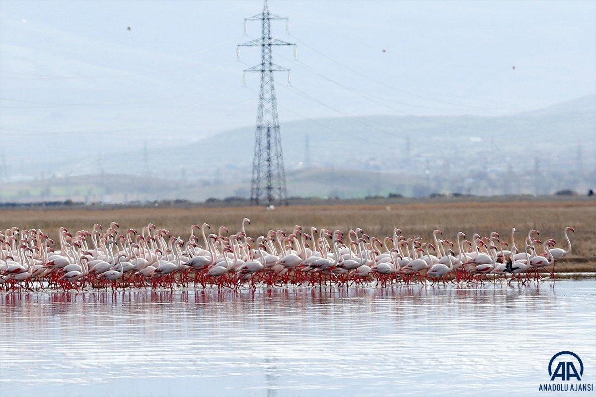 Kayseri'de sazlığa göç eden flamingolar