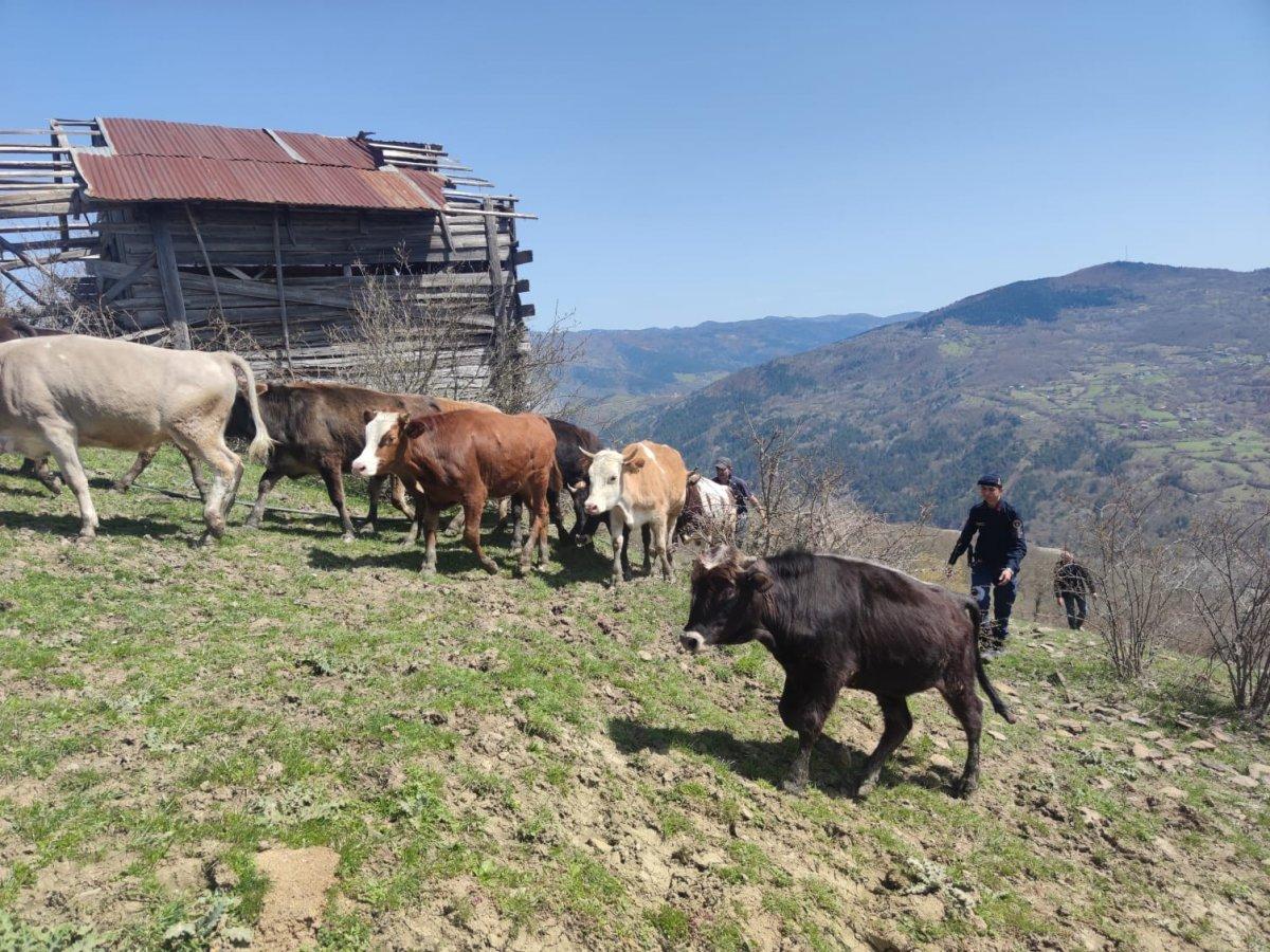 Kastamonu'da kaybolan 13 büyükbaş hayvan bulundu