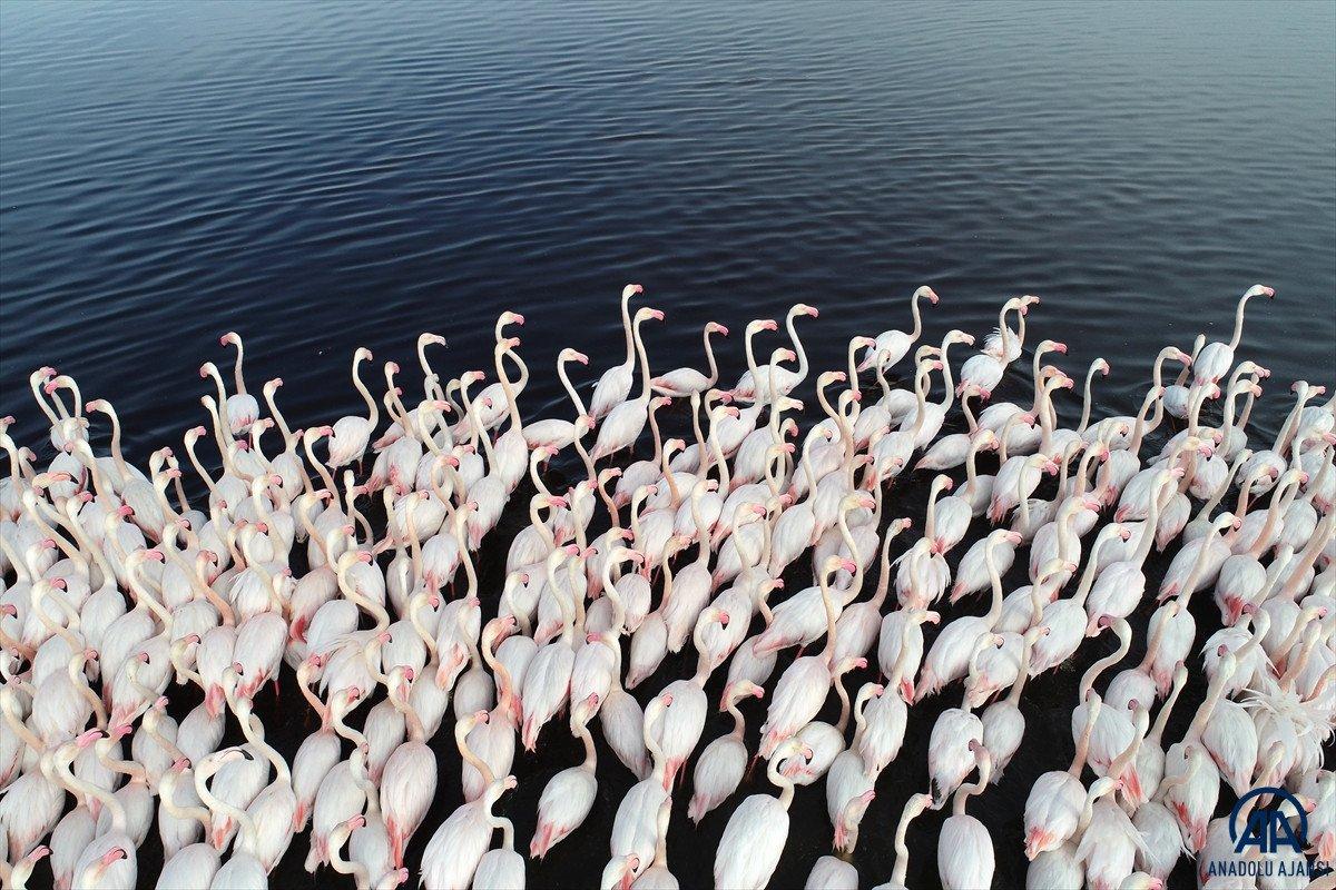Kayseri'de sazlığa göç eden flamingolar