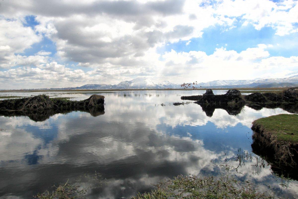 Kayseri'de sazlığa göç eden flamingolar