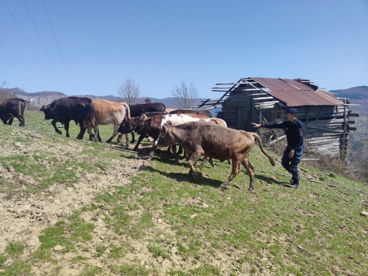 Kastamonu'da kaybolan 13 büyükbaş hayvan bulundu