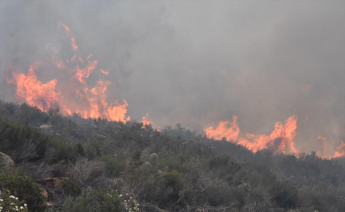 Bodrum'da ormanlık alanda yangın çıktı