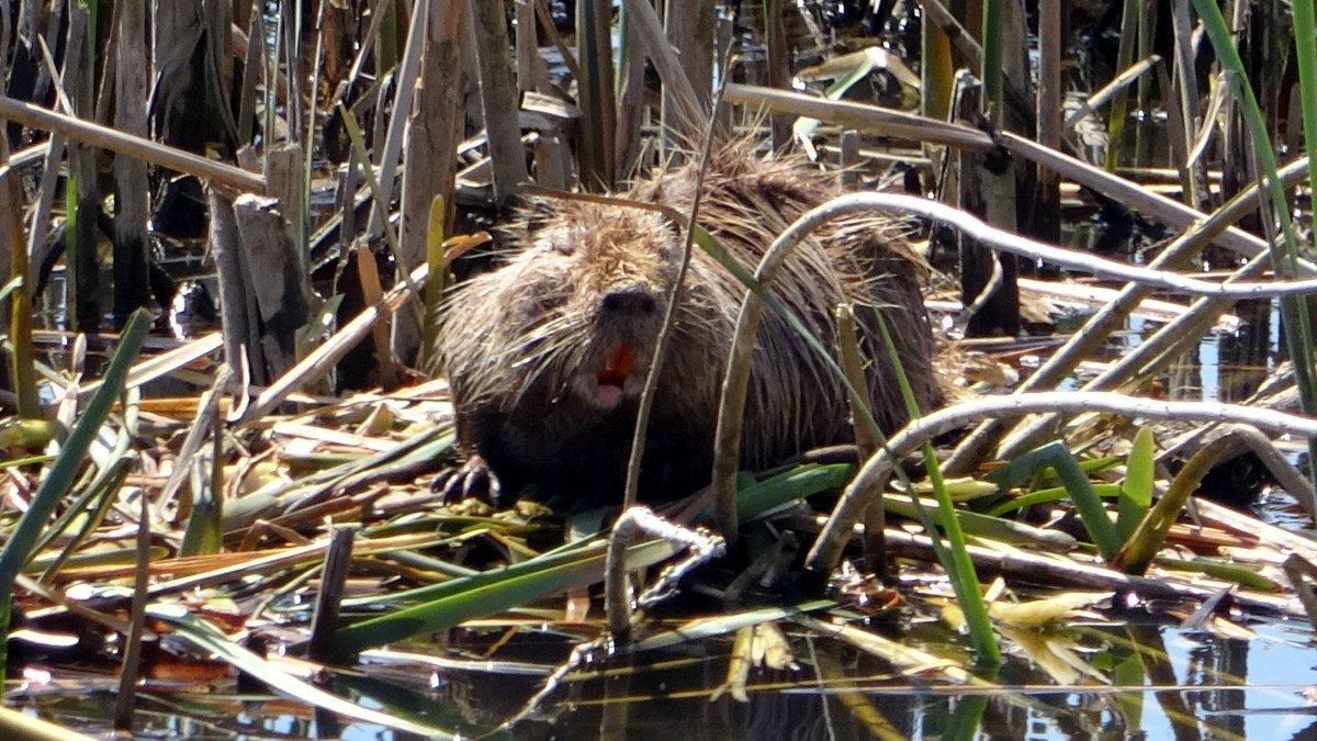 Edirne’de su maymunlarının popülasyonu arttı