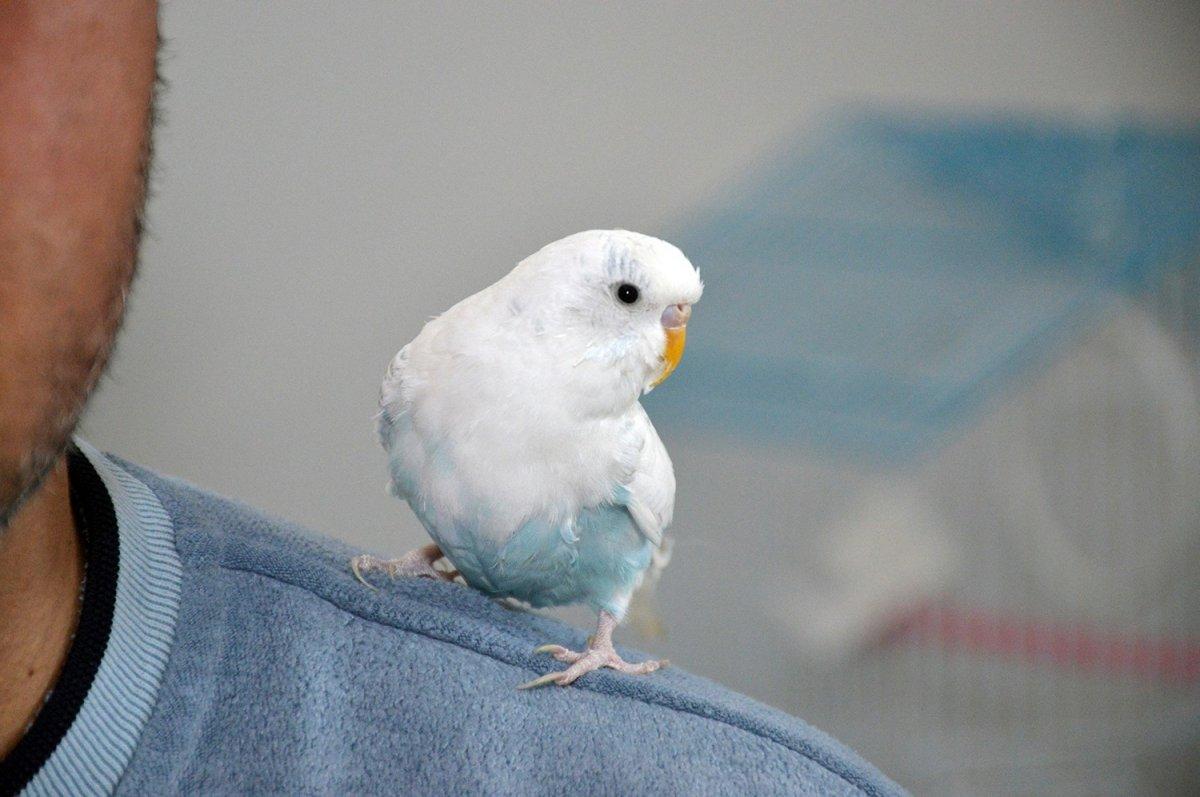 Sakarya’da tekbir getiren muhabbet kuşu