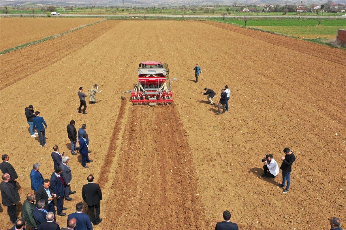 Kastamonu'da kendir ekildi