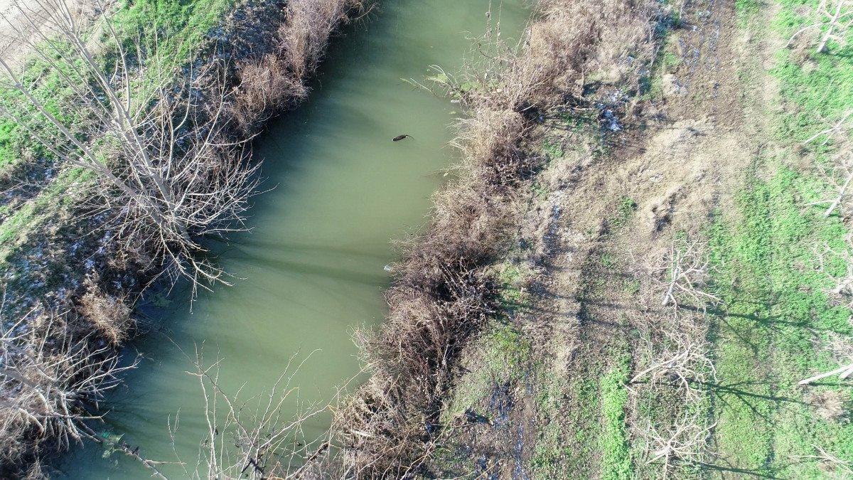 Edirne’de su maymunlarının popülasyonu arttı