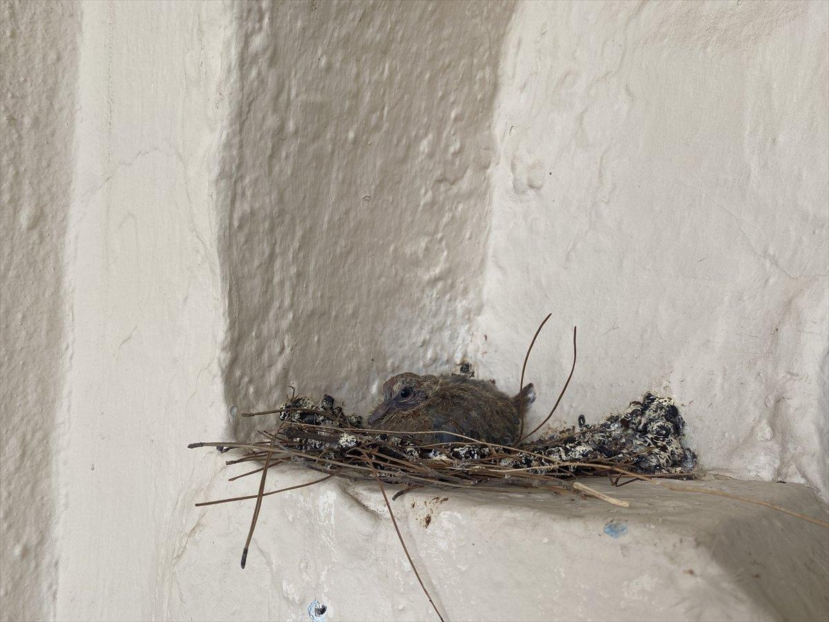 İzmir'de cami imamı, pencereye yuva yapan kumru için cemaati astığı notla uyardı